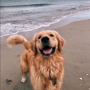 Meet your Posher, Grace